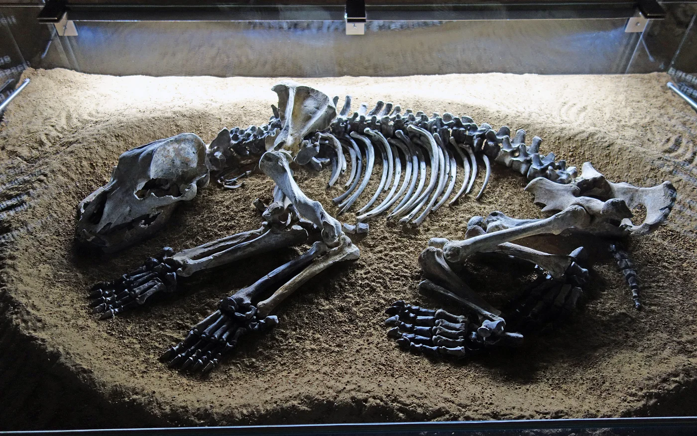 Ausgestelltes Höhlenbärenskelett auf sandigem Untergrund hinter einer Absperrung in der Sophienhöhle