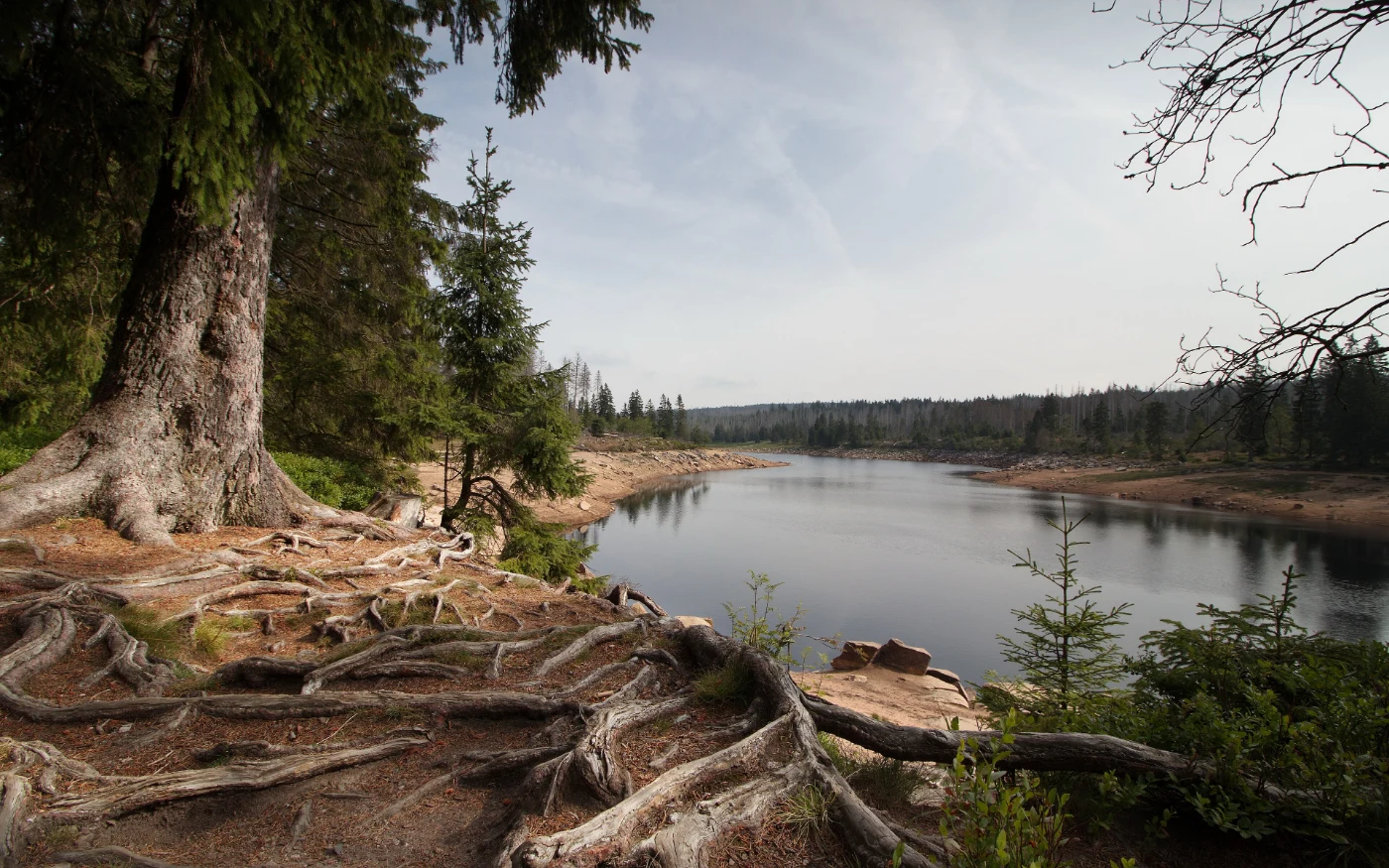 Blick über freiliegende Baumwurzeln und den Oderteich im Harz