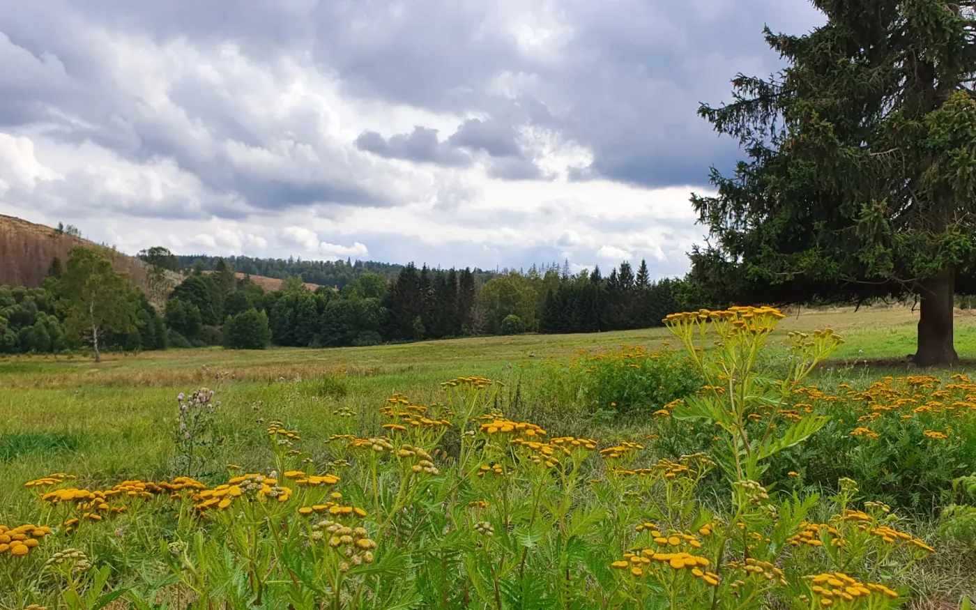 Blühende Bergwiese und bewaldete Hänge im Kleinen Dammbachtal bei Trautenstein