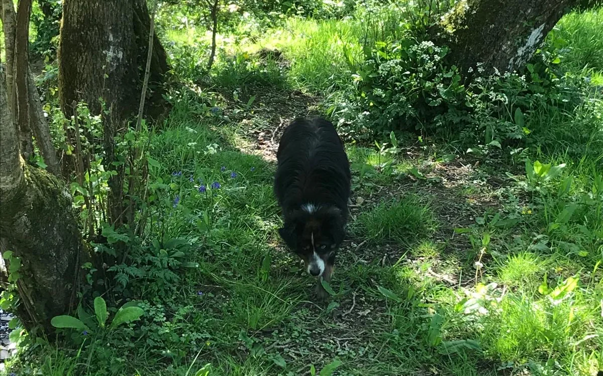 Schwarzer Hund auf einem schmalen, von Bäumen beschatteten Waldpfad