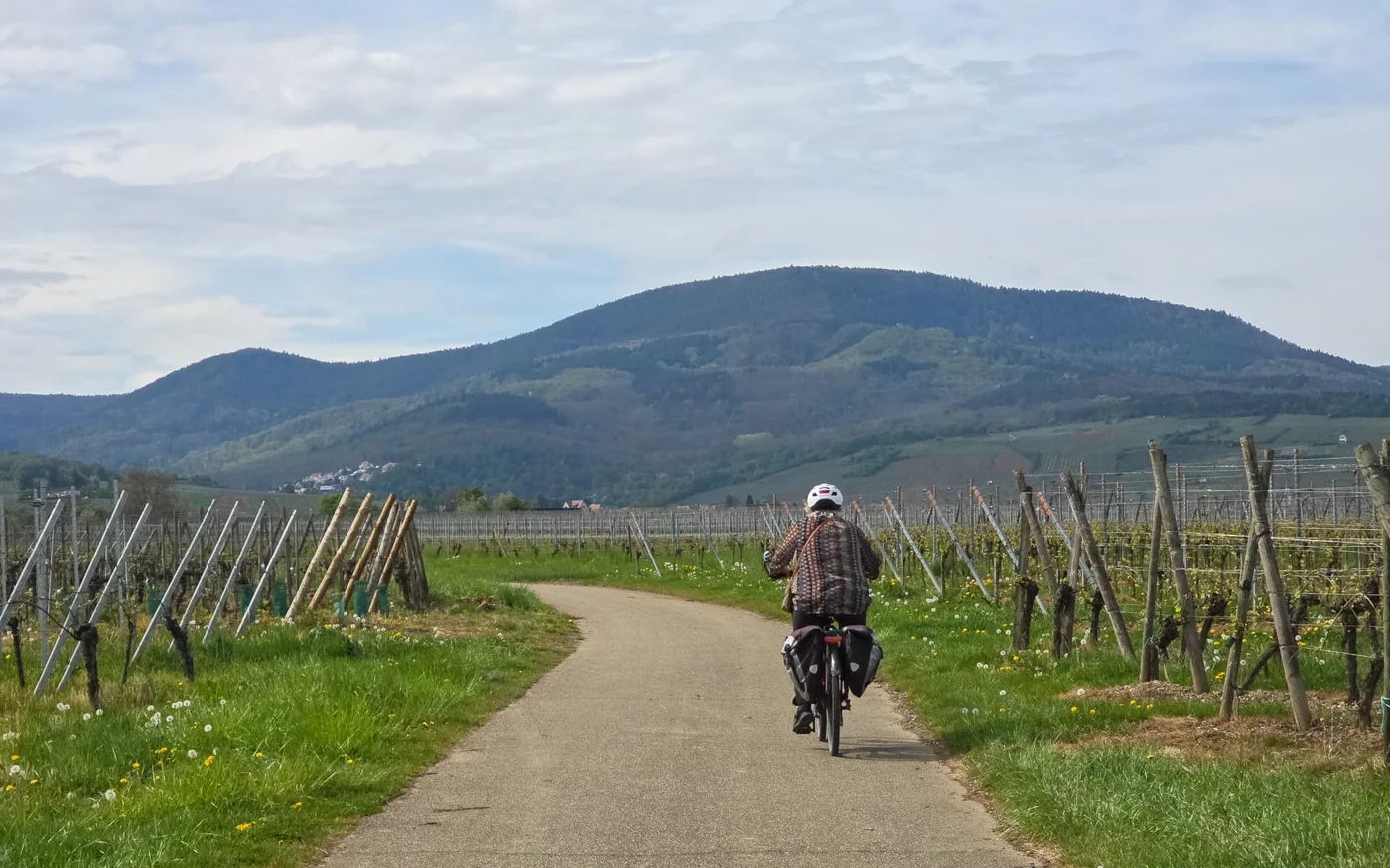 Radreisende Person mit zwei Gepäcktaschen fährt auf einem Weg durch Weinberge im Elsass