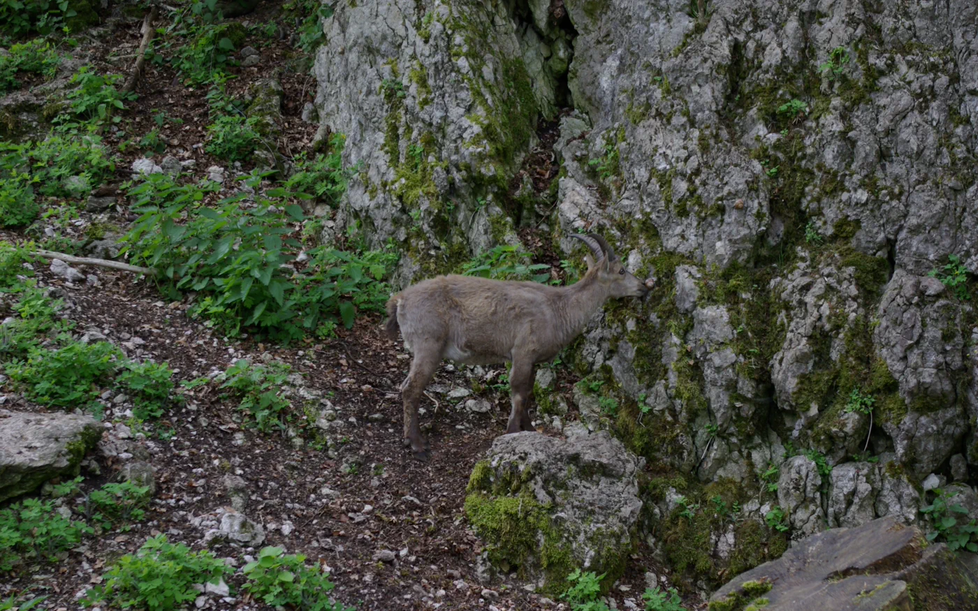 Steinbock zwischen Felsen im Wildpark Hundshaupten