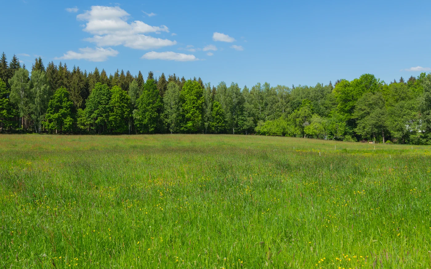Blühende Wiese vor dem Waldrand des Tharandter Waldes bei Grillenburg