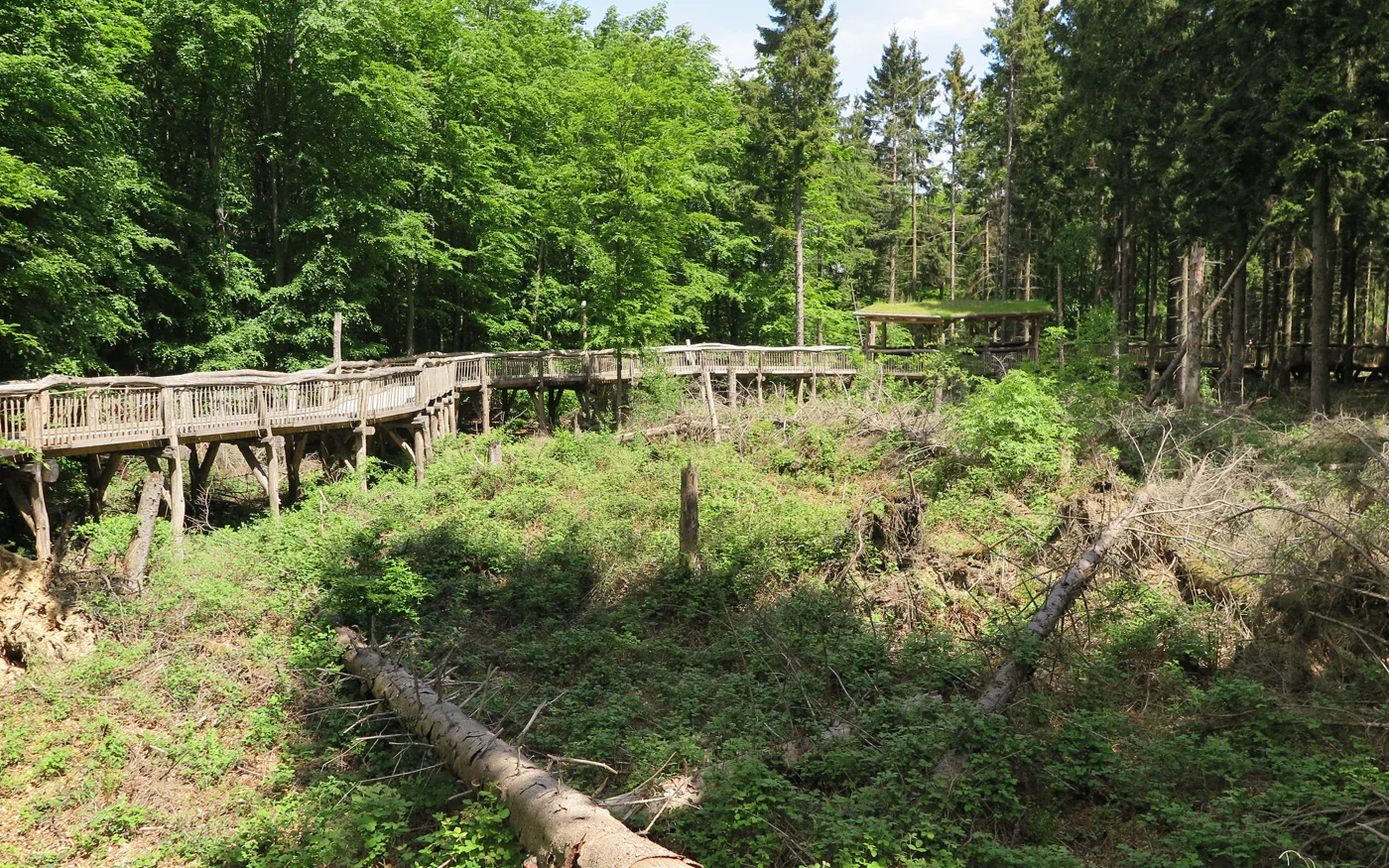 Holzsteg des Wilden Wegs durch den Wald im Nationalpark Eifel