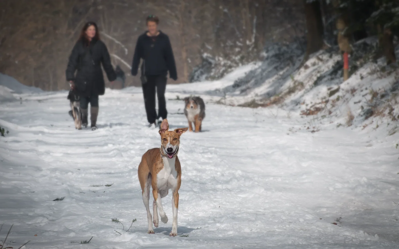 Drei Hunde und zwei Menschen auf einem verschneiten Waldweg